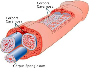 Penis Anatomy